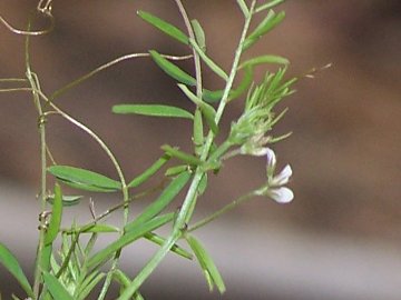 Ervilia hirsuta (=Vicia hirsuta) / Veccia tentennina